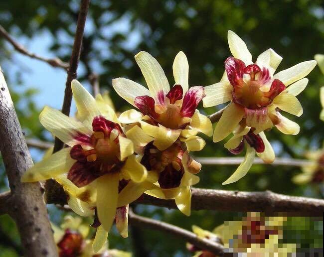 什么，腊梅居然不是梅花？这么多年都认错了！