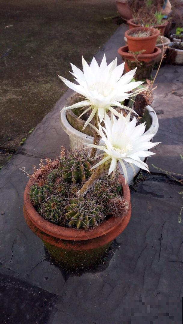 这花邻居养了三年都没开，放那没管竟开花，原来问题出在这
