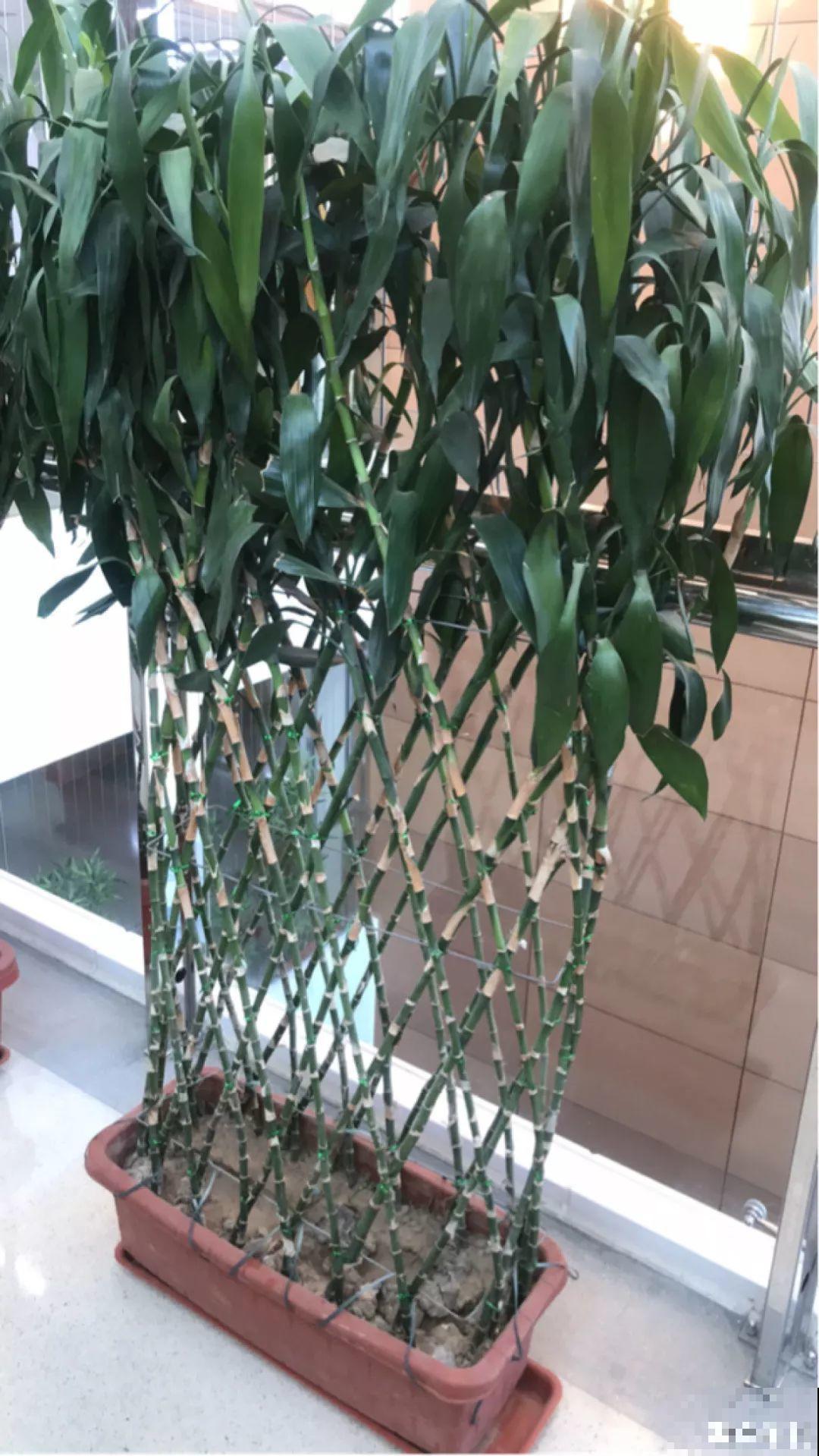 18种过年花，随便挑着养，“鼠”你新年最有钱！