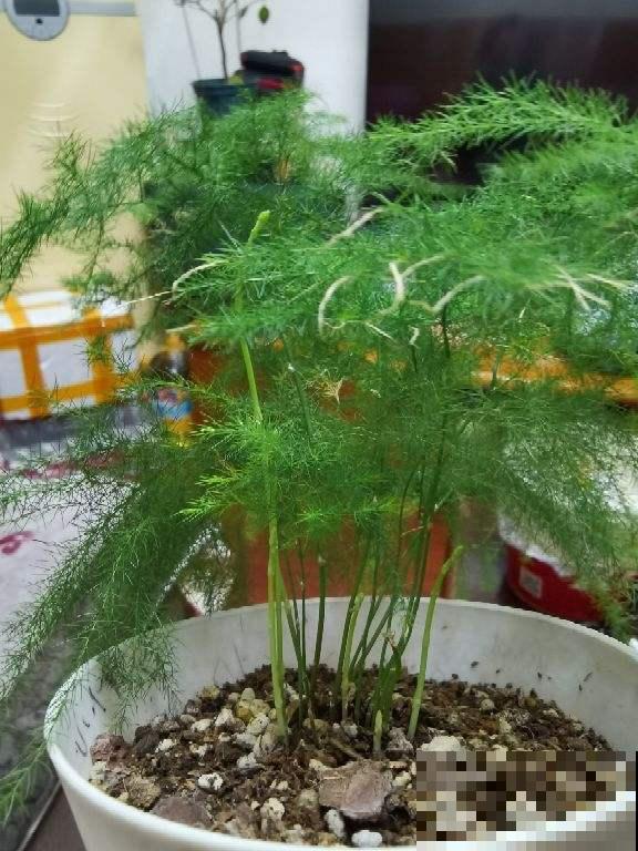 文竹最愁的就是黄叶？教你一招，叶子油亮有精神！