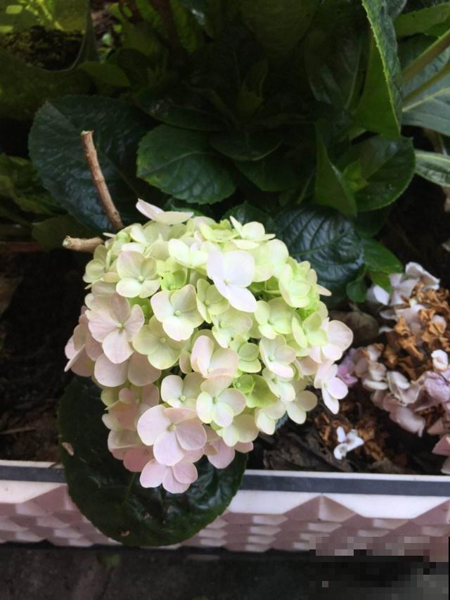 这花又叫“八仙花”，家里养一盆，富贵吉祥招好运