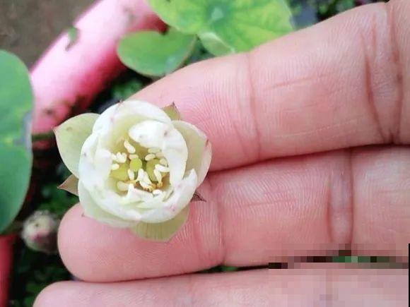 碗莲1个茶杯就能养，天热疯狂开花，香气飘满全家！