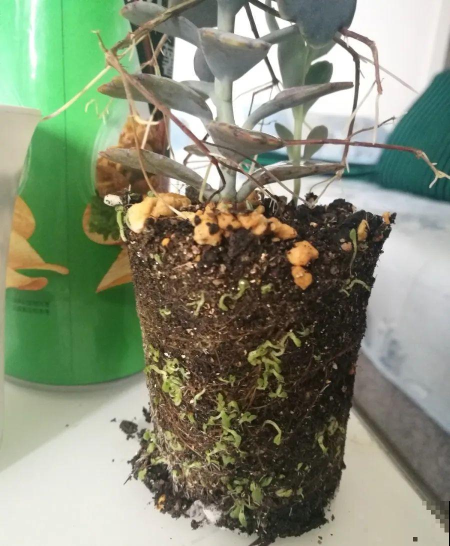 养这花才省心，掉片叶子下来，砖缝里也能长！
