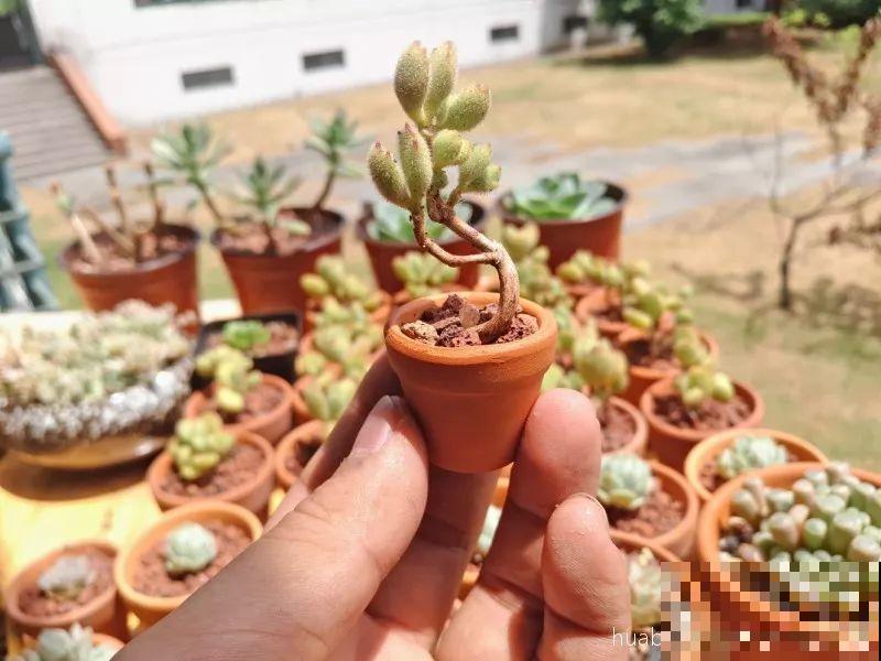 这花就用小盆养，盆越小越开花，比大盆更值钱！