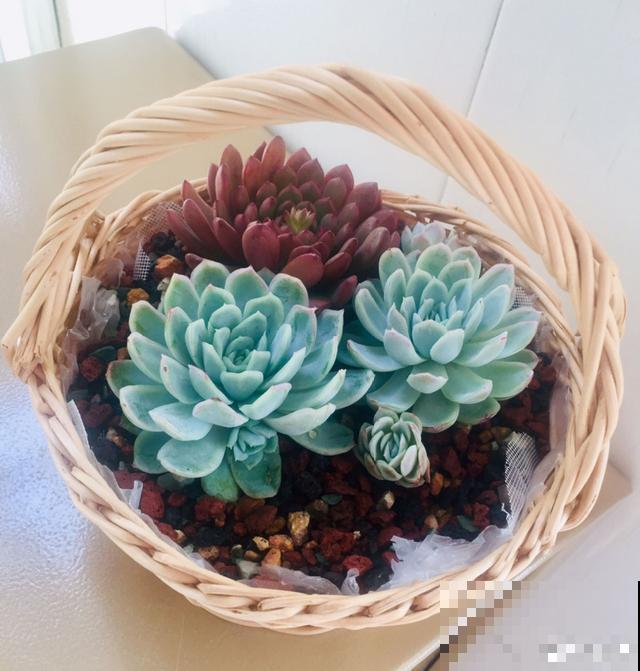 一次疫情，荒芜不了整个春天，阴霾会过去，鲜花也会盛开！