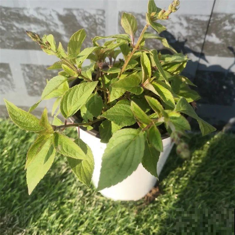 6种香香花，厨房客厅都能养，摘一把又能长一盆！