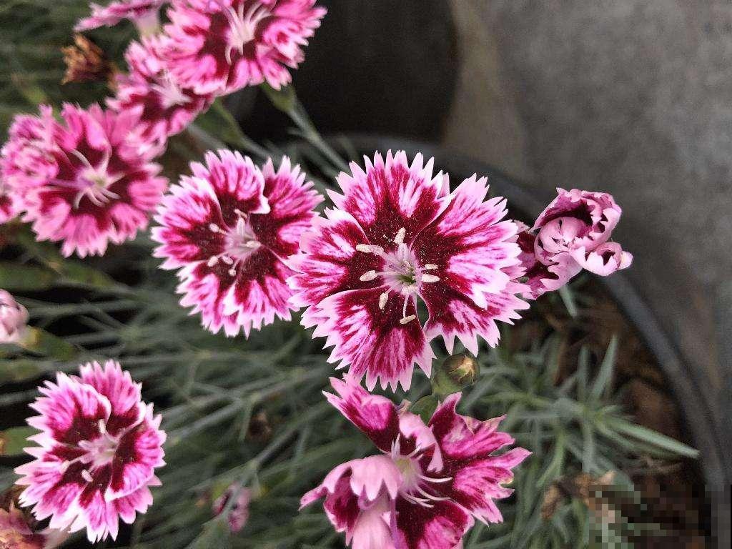有院子的就养它，种到土里就疯长，来年开出大片花海