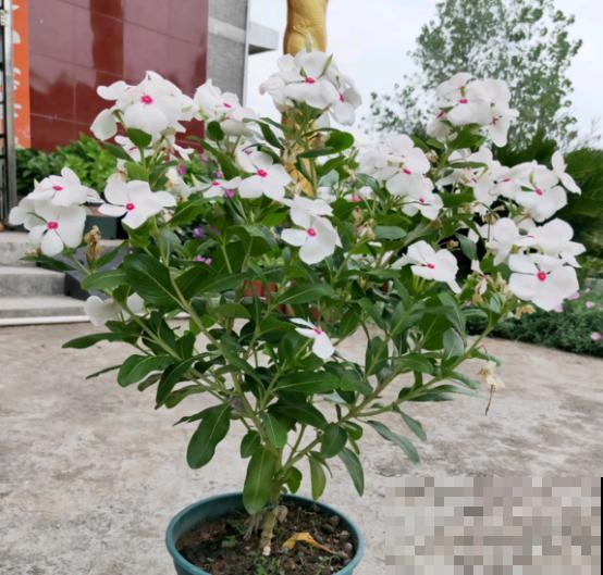 这种草花天天开，给它咔咔一通剪，能长成小花树！