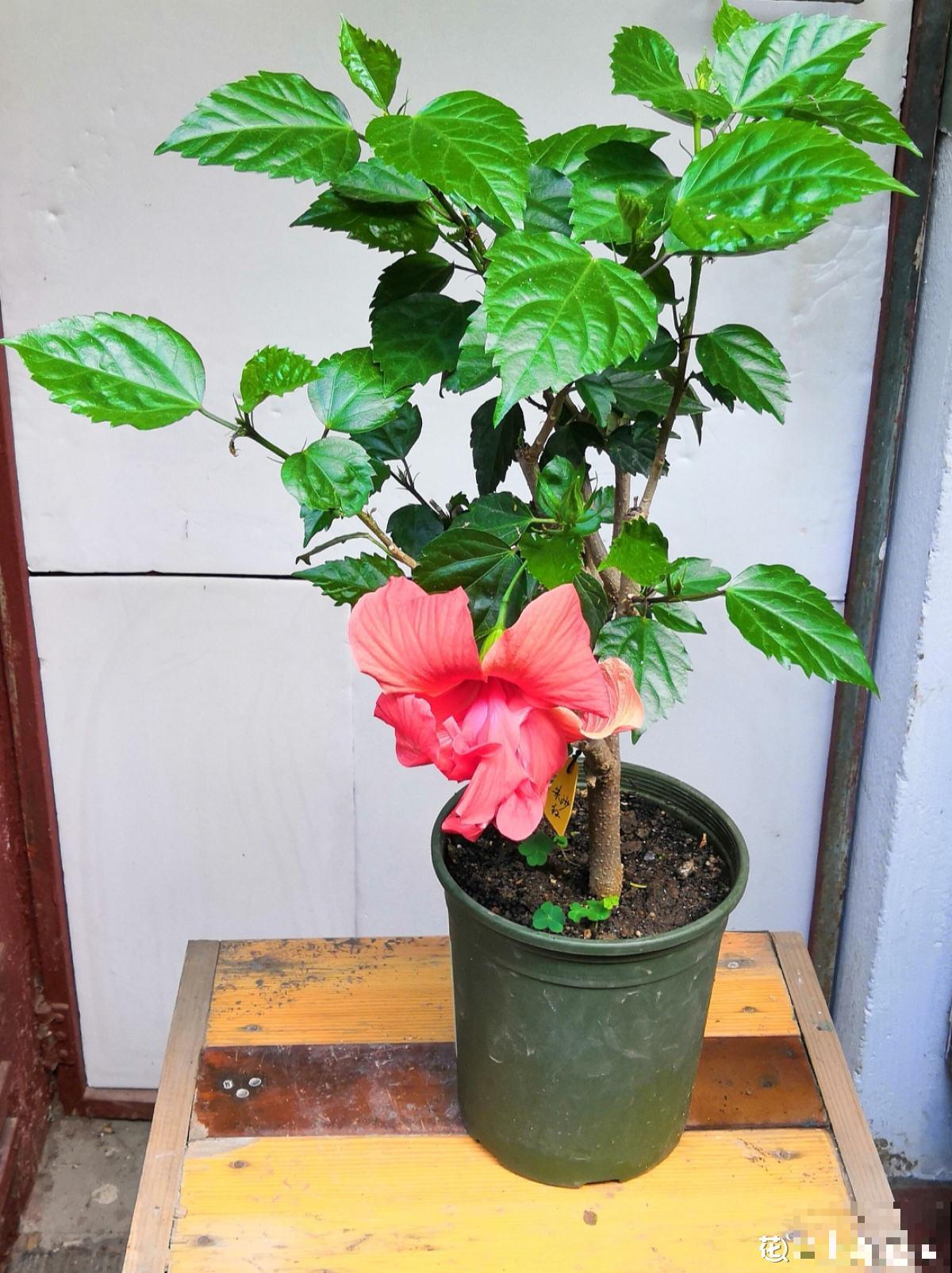 盆里出现这东西，赶紧换新土，不然花儿养不久！