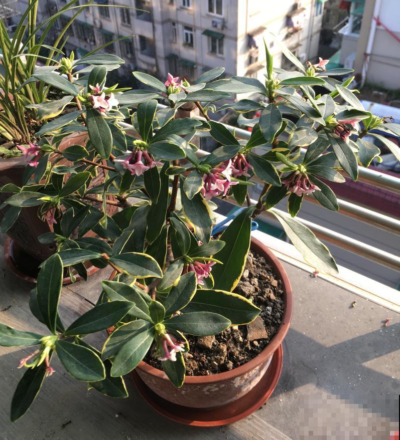 小镇上的瑞香花，一棵比澡盆还大，整条街都是香的！