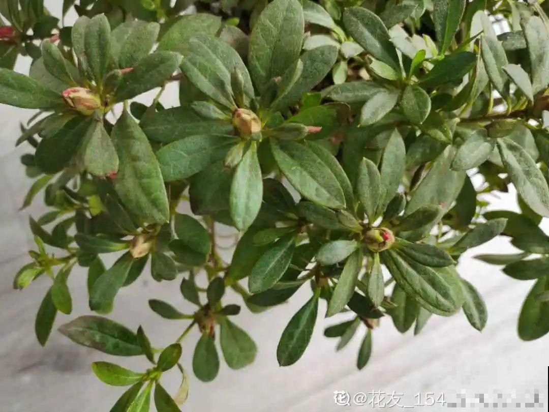 长寿花喷点它，很快复花，一茬接一茬的开！