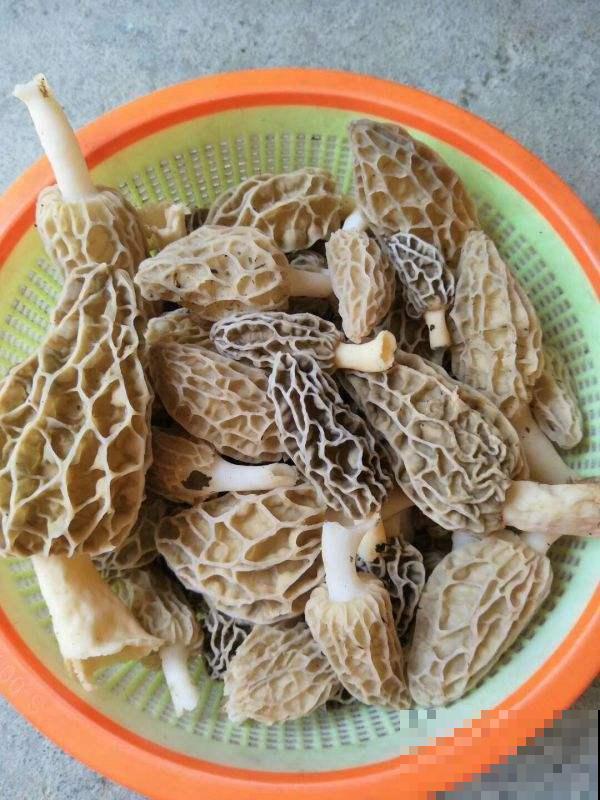 野外看见树下长了一片“羊肚”？近看恍然大悟，原来是它！