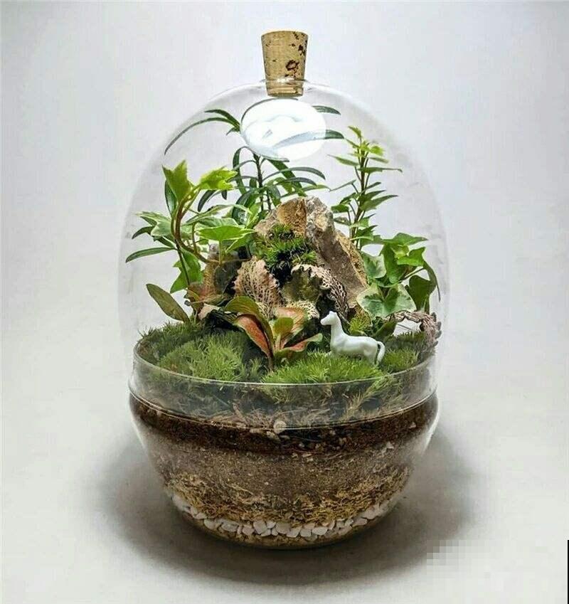 春雨过后，苔藓丛生，挖点回家种盆里，比养绿植有个性