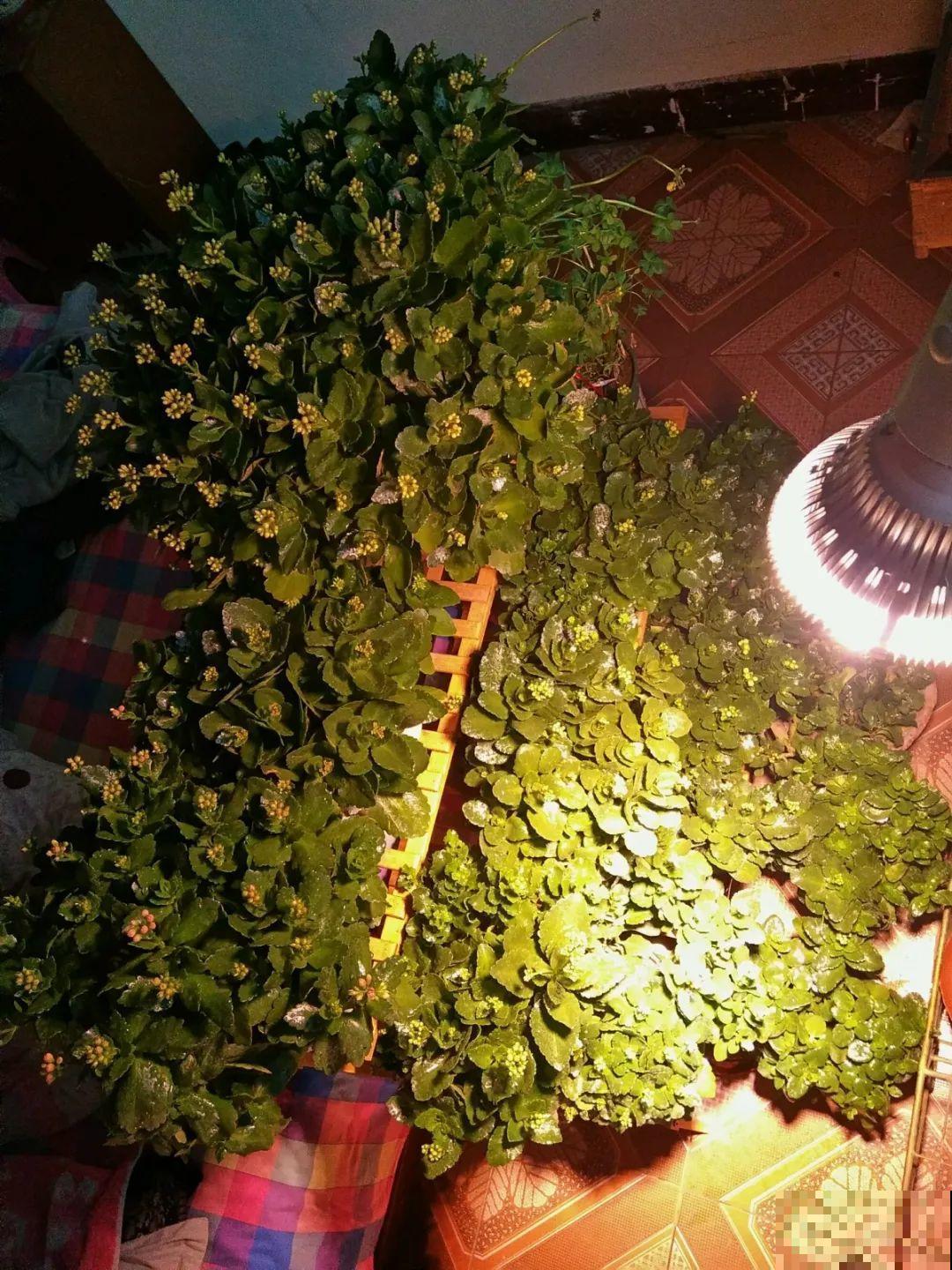 长寿开花不过瘾，学会1招，花苞多的能盖叶！