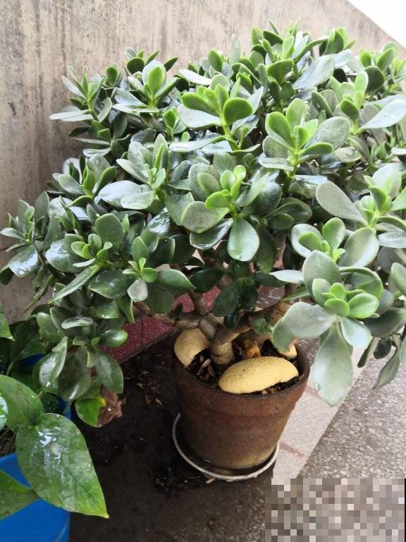 “2种花”得富养，施肥浇水不能马虎，否则分分钟黄叶