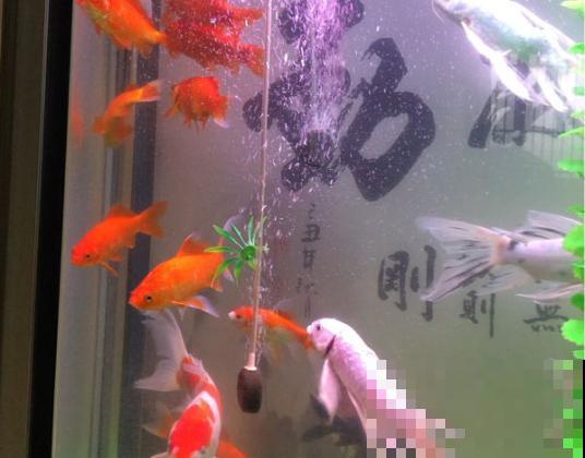 自制养花万能水，7天浇一次，叶子旺盛开花满枝头！