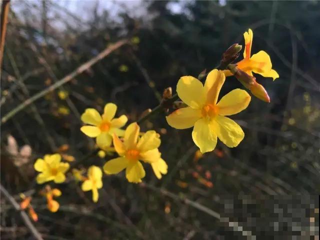 这8种“路边花”，春天最早开放，你能认出来几种？