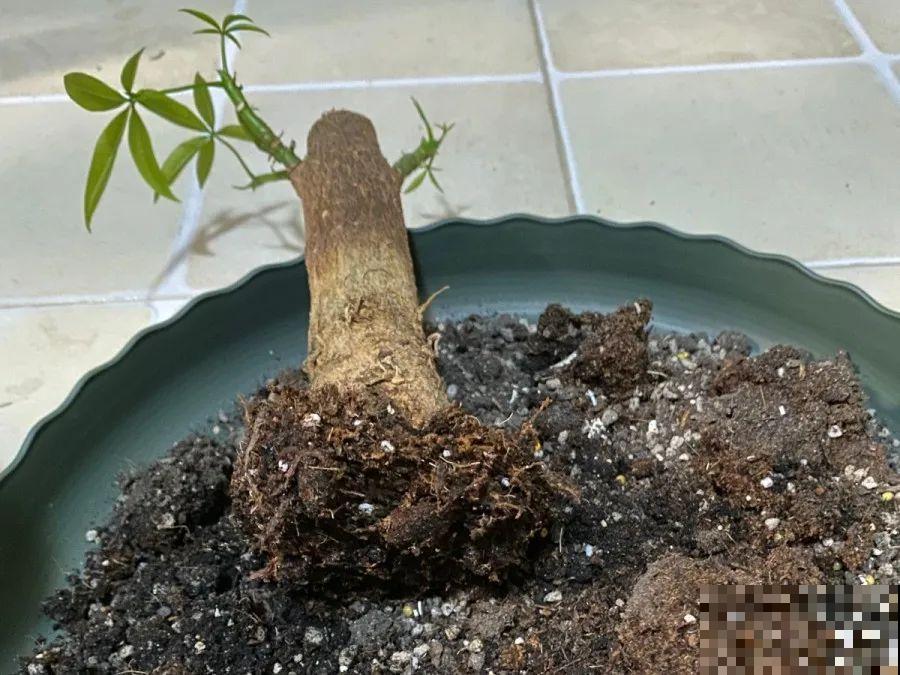 花养成光杆司令，别扔了、还有救，3天起死回生！