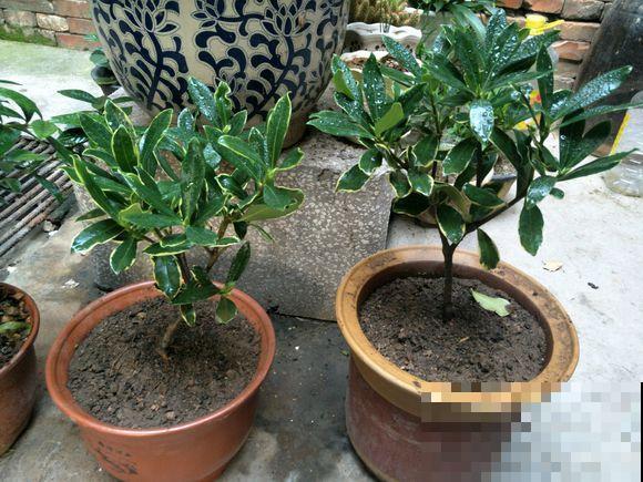 小镇上的瑞香花，一棵比澡盆还大，整条街都是香的！
