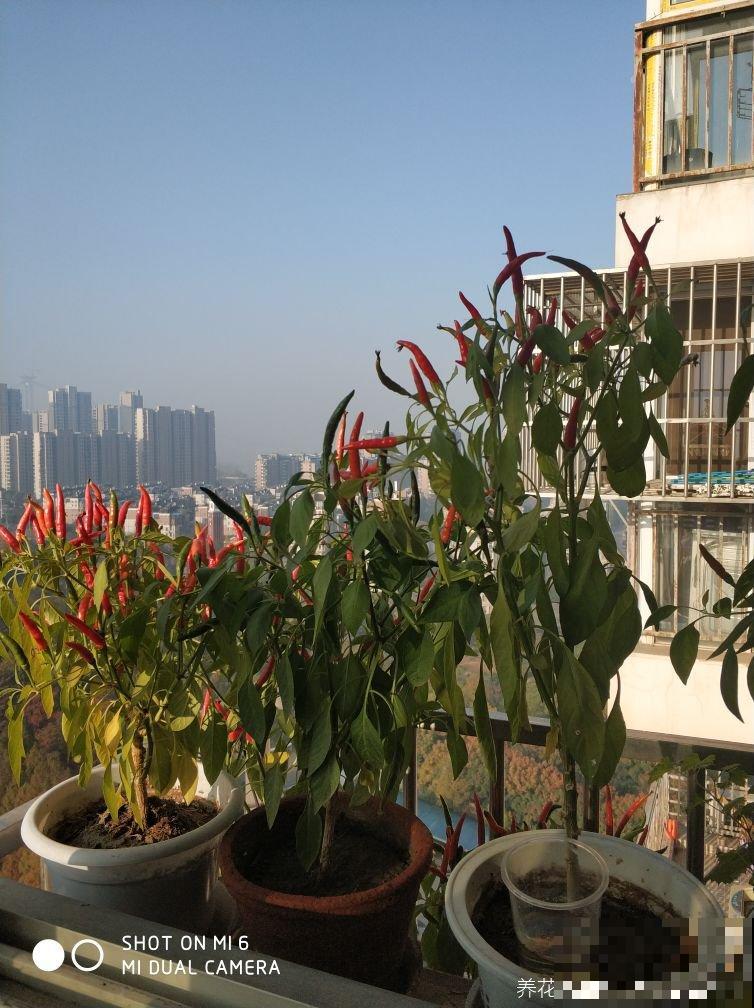 “3种菜”养在阳台，半个月长一茬，掐下一把就能炒菜