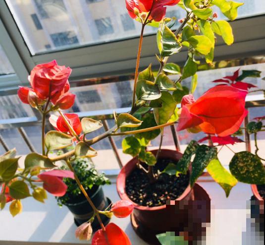 早春谨防倒春寒，家里的花不能乱剪，剪完今年没花看！