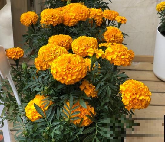四种寓意好的花，家里摆几盆，越养越喜欢！