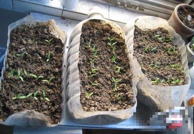 厨房用剩的空油桶，洗赶紧剪一刀，瞬间变身过冬小温室！