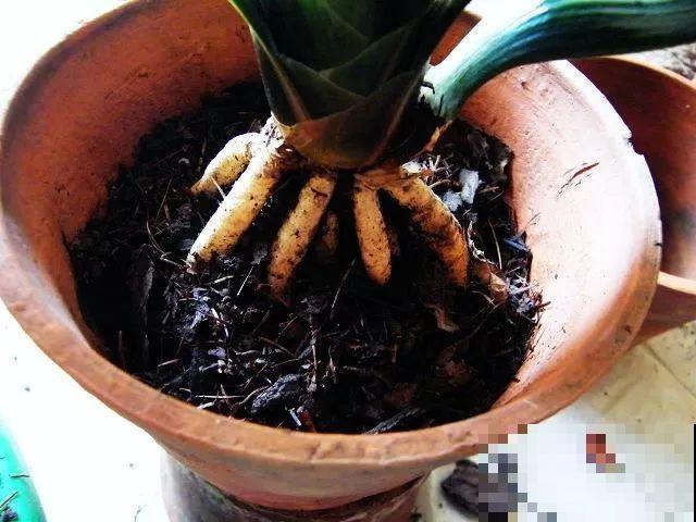 换盆时间到了，家里有这花，换完就窜新芽！