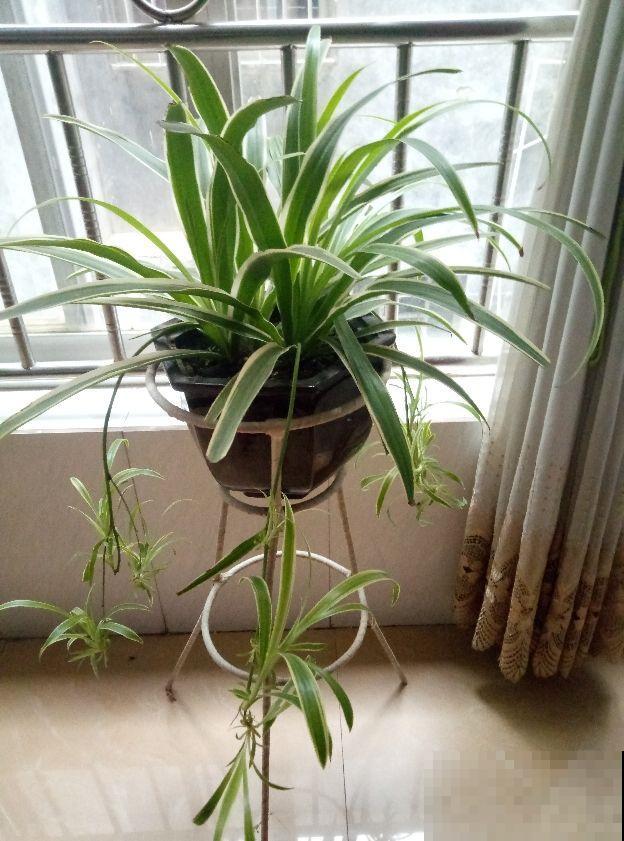 为啥家里的吊兰花纹都消失？原来这点没做好，再不注意就变草