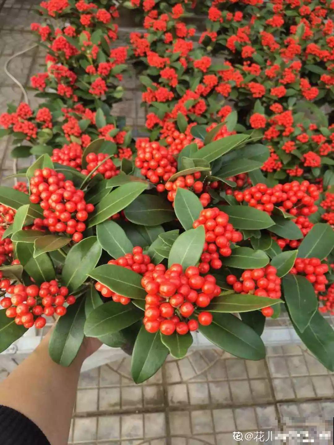 10种过年养的花，花市找不到，谁见了都稀罕！