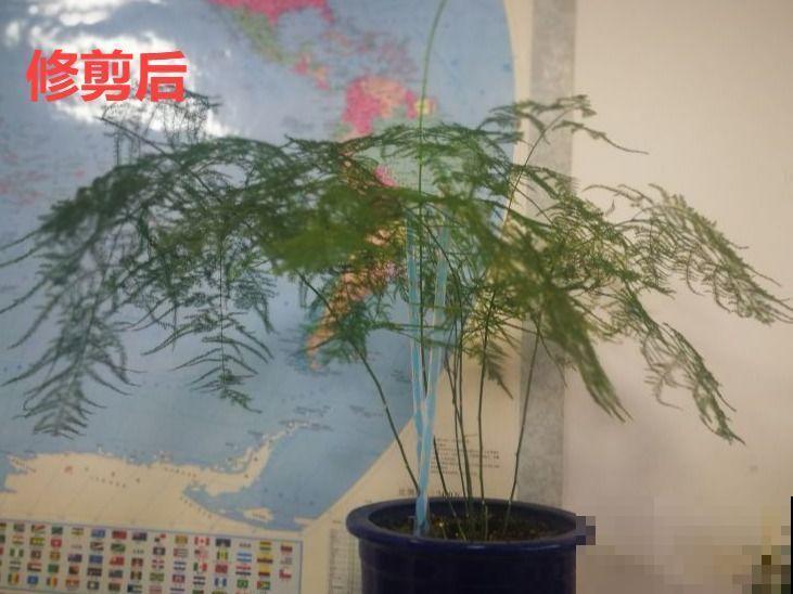 金枝玉叶不能长太高，越矮越值钱，一长高就砍！
