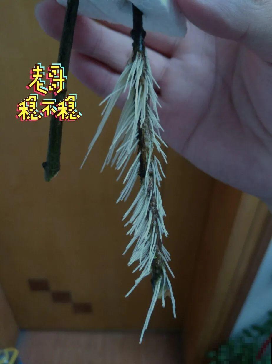 6种花大粗杆子插土里，7天就生根，春天扦插最好活！
