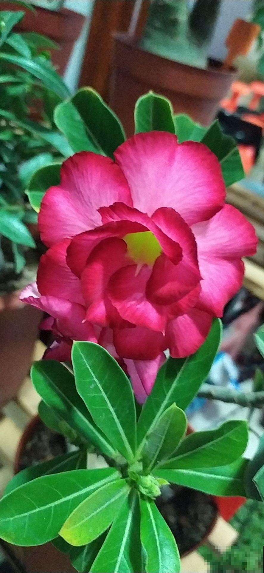 这花长了个大肚子，千万别多浇水，水一多准烂根
