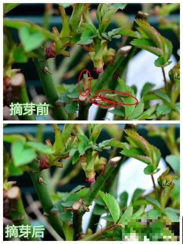 养花就得勤“掐”，别心疼，掐完才能呼呼冒芽