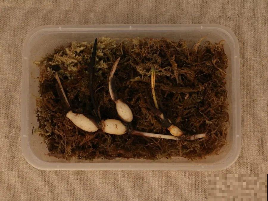 碗莲1个茶杯就能养，天热疯狂开花，香气飘满全家！