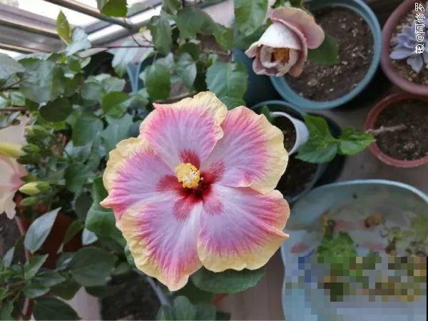 最长寿的9种花，一年四季都在开，剪了之后还能接着开！