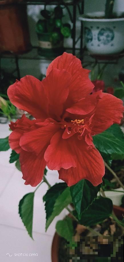 这花特耐晒，光照越强，长得越旺，还特爱爆盆