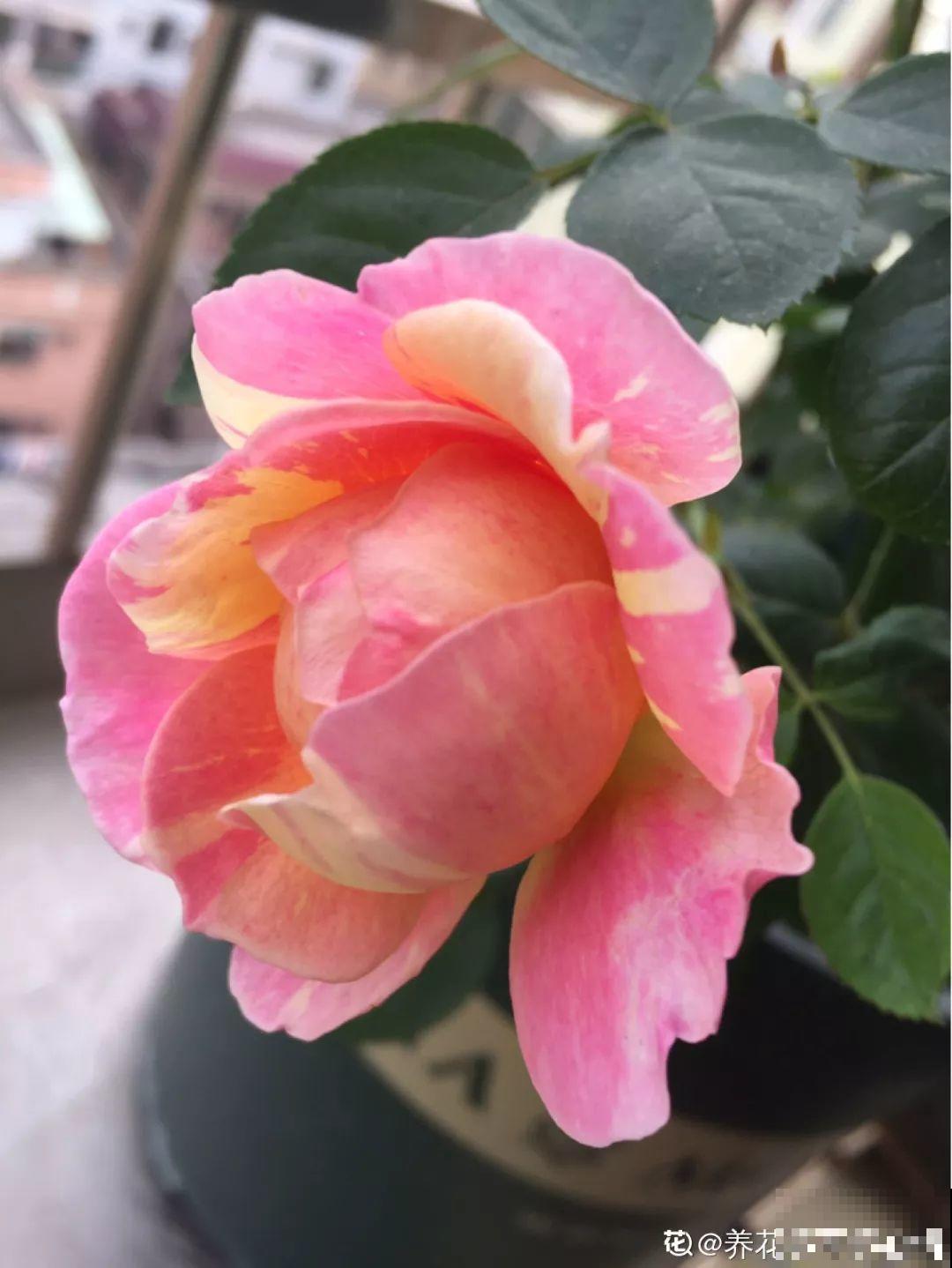 这花特好养，撒一把丢土里，冒出一堆新芽！