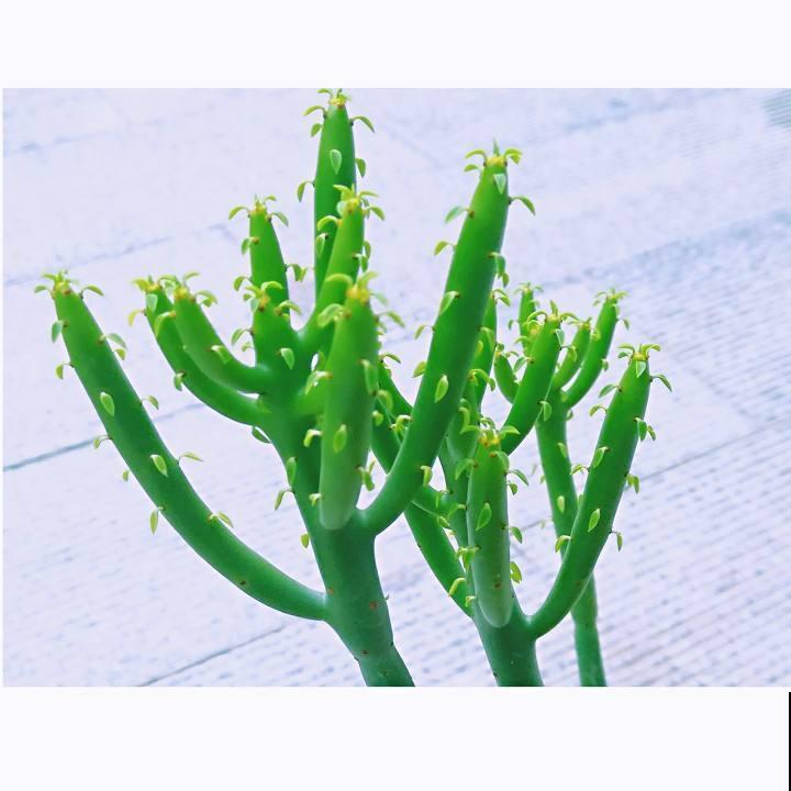 别看这花是个光杆，太阳一照，通透碧绿，谁见了都想养