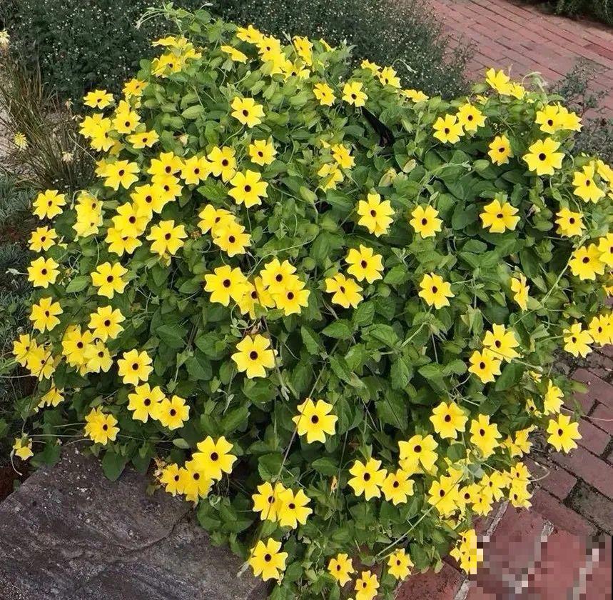 这花比铁线莲省心多了，耐阴又好养，自己就能爬成绿窗帘！