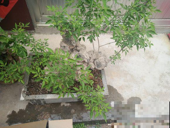 乡下路边都有的树桩，挖出来做盆景，能变成高价艺术品！