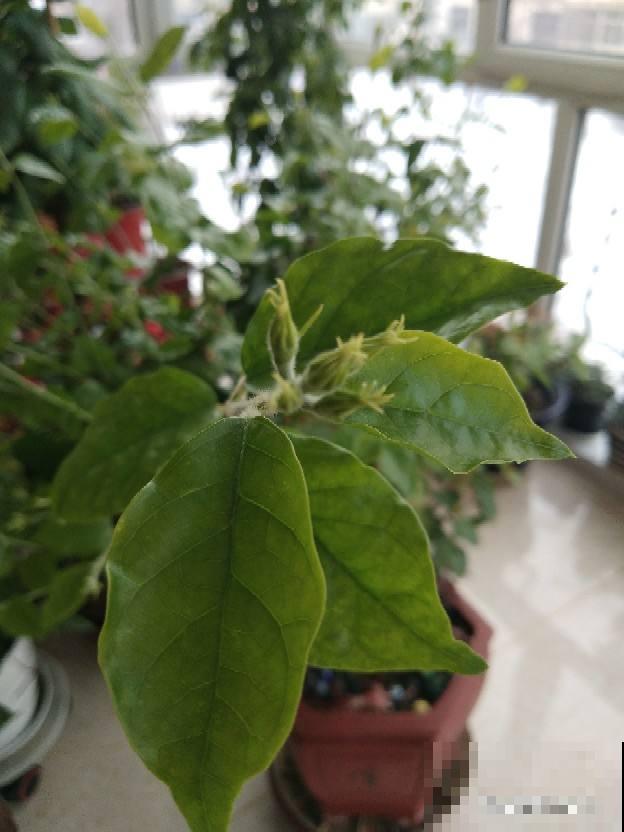 “4种”耐修剪的花卉，现在就得抓紧剪，剪晚了影响开花