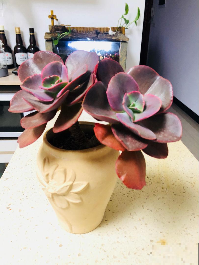 这花不一样，太阳越晒，叶子越红，养在家里像个艺术品