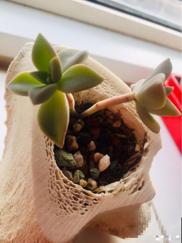 一次疫情，荒芜不了整个春天，阴霾会过去，鲜花也会盛开！