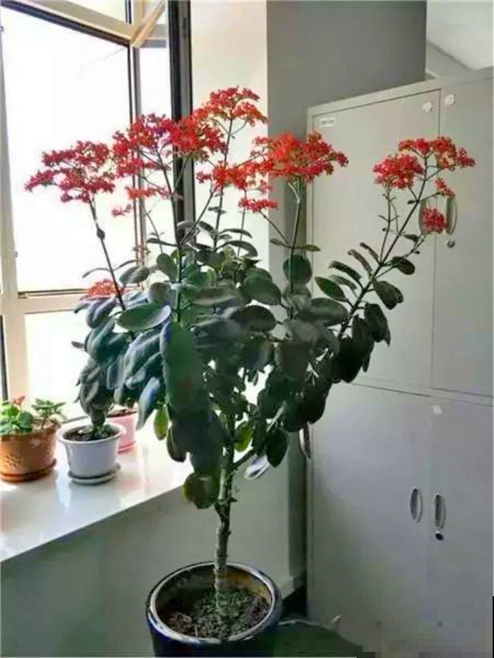 用长寿花盆里浇点它，叶片个个都巴掌大，长成2米“巨无霸”！
