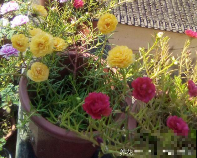这花号称死不了，为什么我养一盆死一盆？