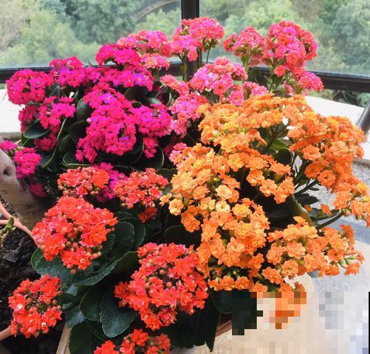 春天6种花要勤施肥，灌点自制肥水，满盆都在冒花苞！