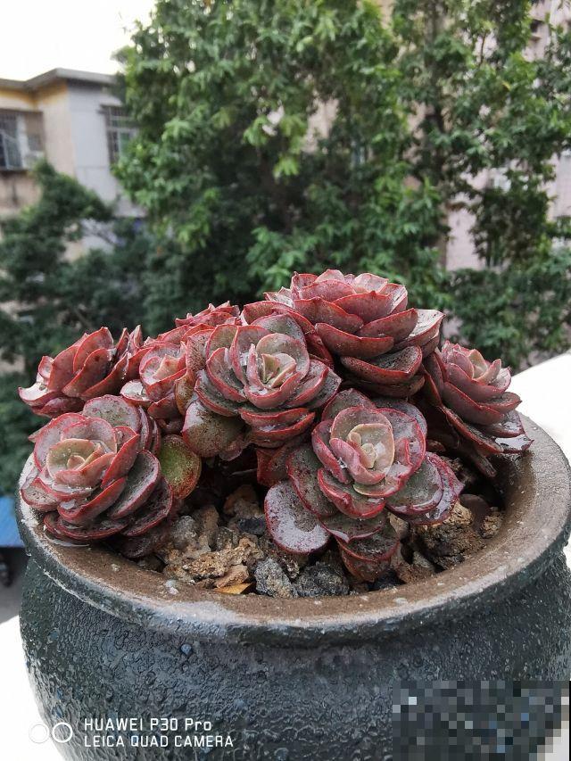 这花不一样，太阳越晒，叶子越红，养在家里像个艺术品