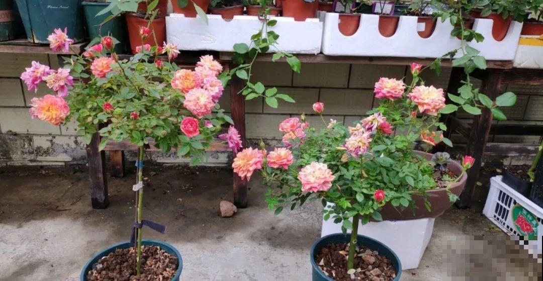 3棵茶花绑一绑，1年变成大老桩，懒人也能养成！