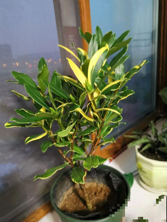 小镇上的瑞香花，一棵比澡盆还大，整条街都是香的！